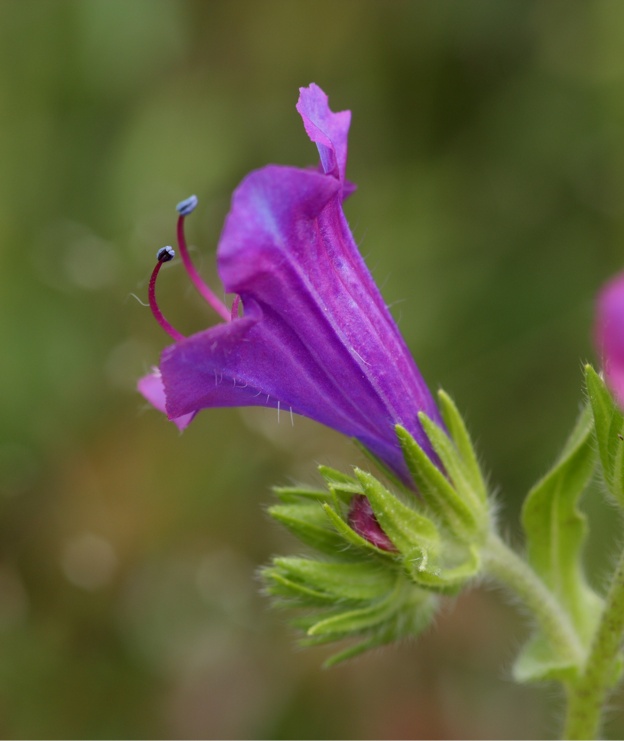 Campanula glomerata? no, Echium plantagineum